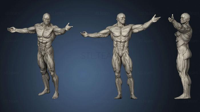 3D model Adam (STL)